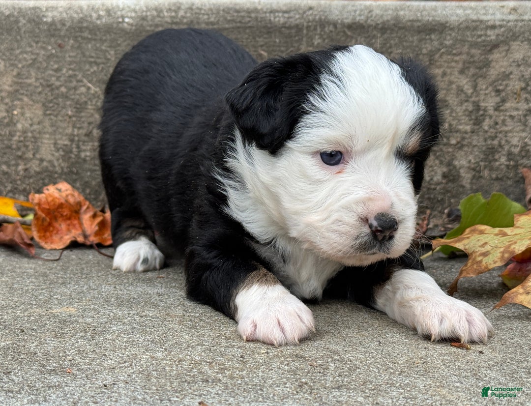 Miniature Australian Shepherd dogs for sale: Miniature Australian Shepherd Puppy 2 - Ad 4