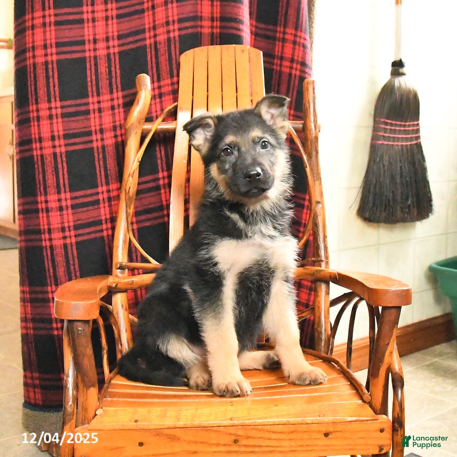 German Shepherd dogs Panther - Ad 42