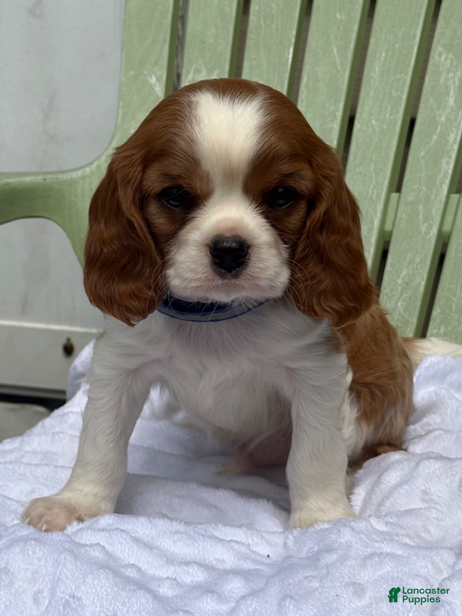 Cavalier King Charles Spaniel dogs Stetson - Ad 2