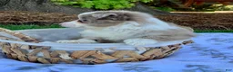 Miniature Australian Shepherd dogs for sale: Bella - Ad 7
