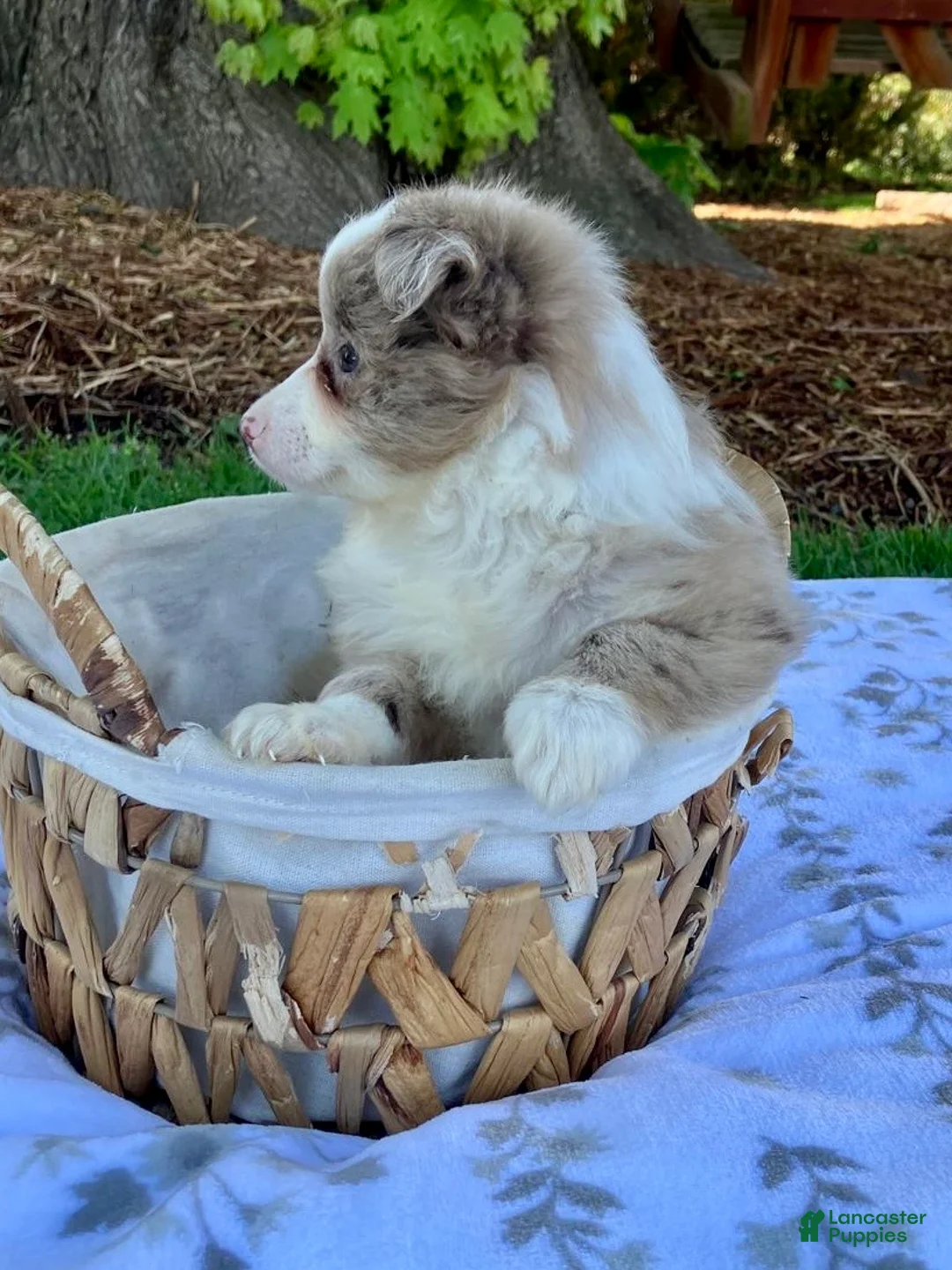 Miniature Australian Shepherd dogs for sale: Bella - Ad 7