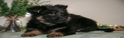 German Shepherd dogs for sale: Lily - Ad 3