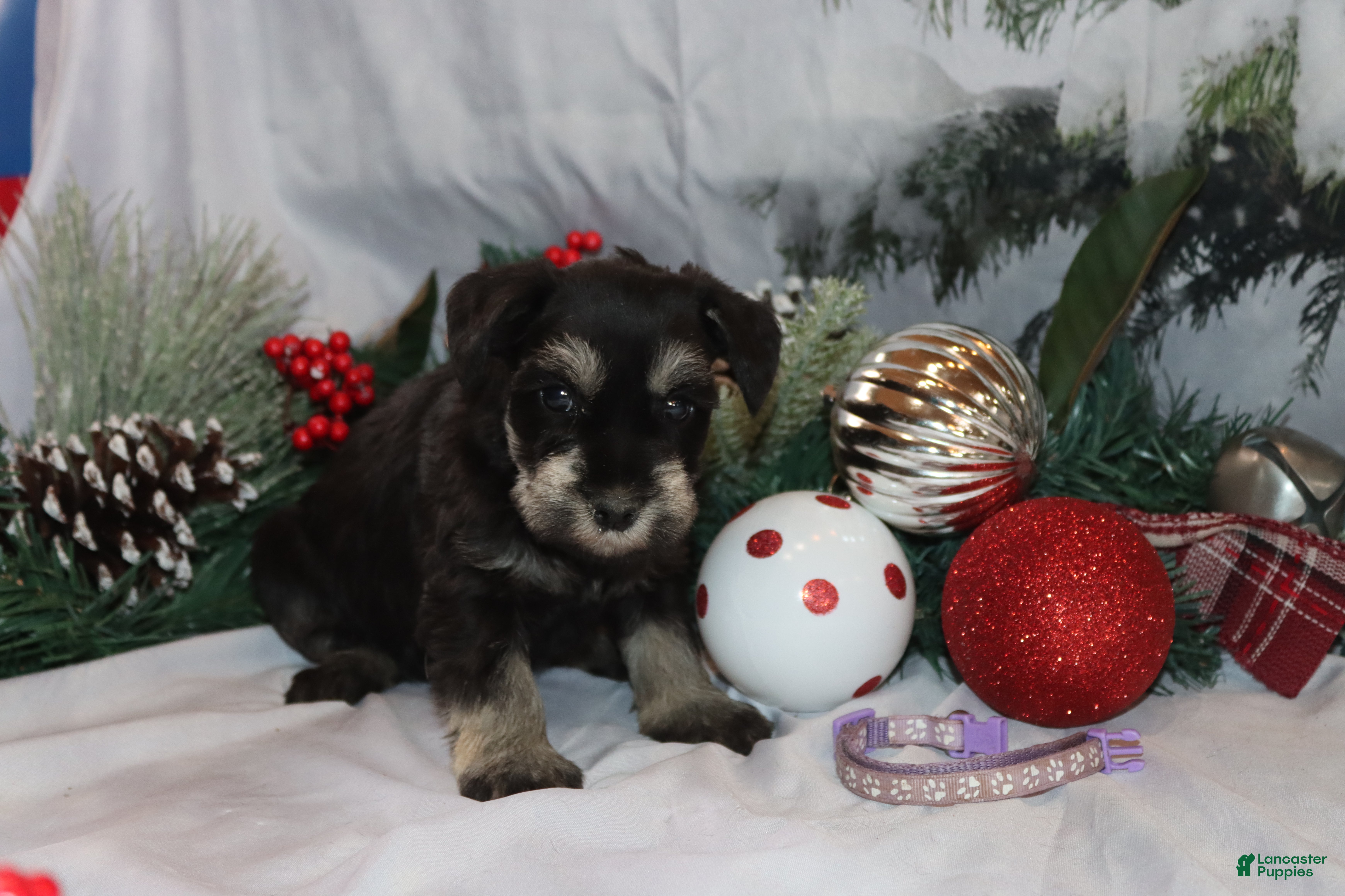 Miniature Schnauzer dogs skylar - Ad 37