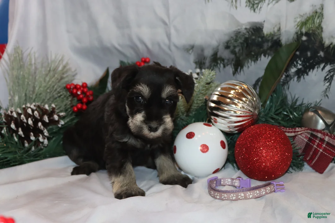 Miniature Schnauzer dogs for sale: skylar - Ad 1