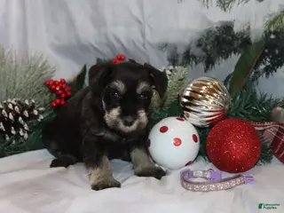 Miniature Schnauzer dogs skylar - Ad 38