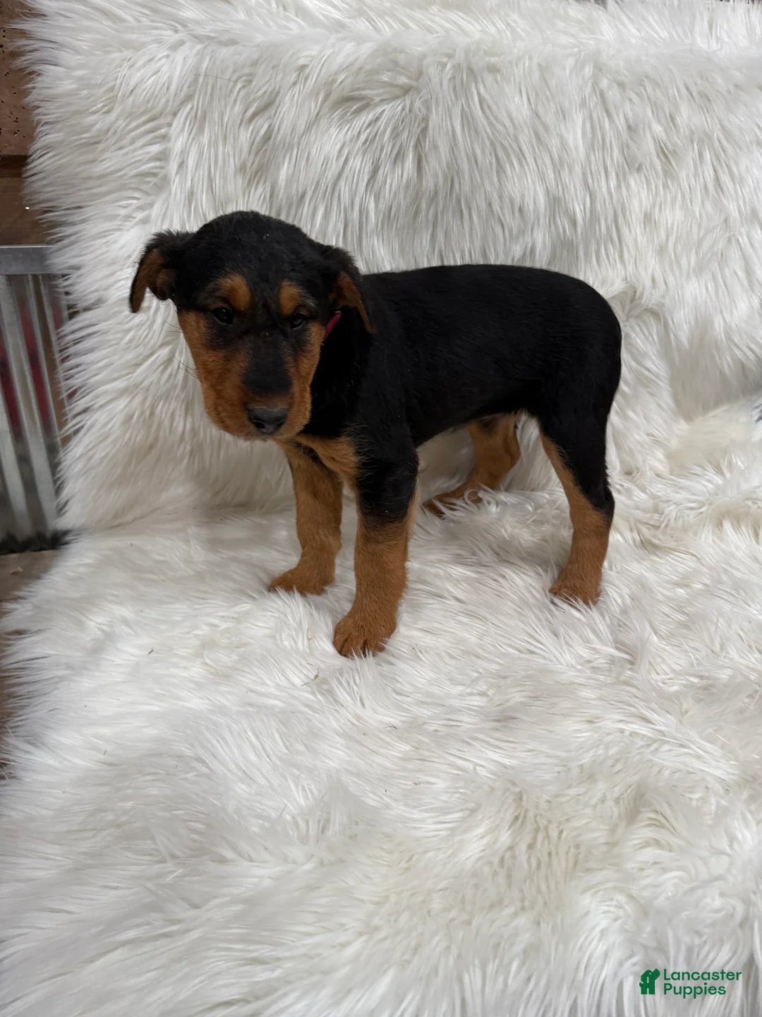 Airedale Terrier dogs for sale: Kit Airedale Terrier Puppy 3 - Ad 3