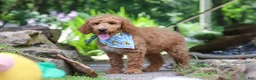 Standard Poodle dogs for sale: Leo - Ad 7