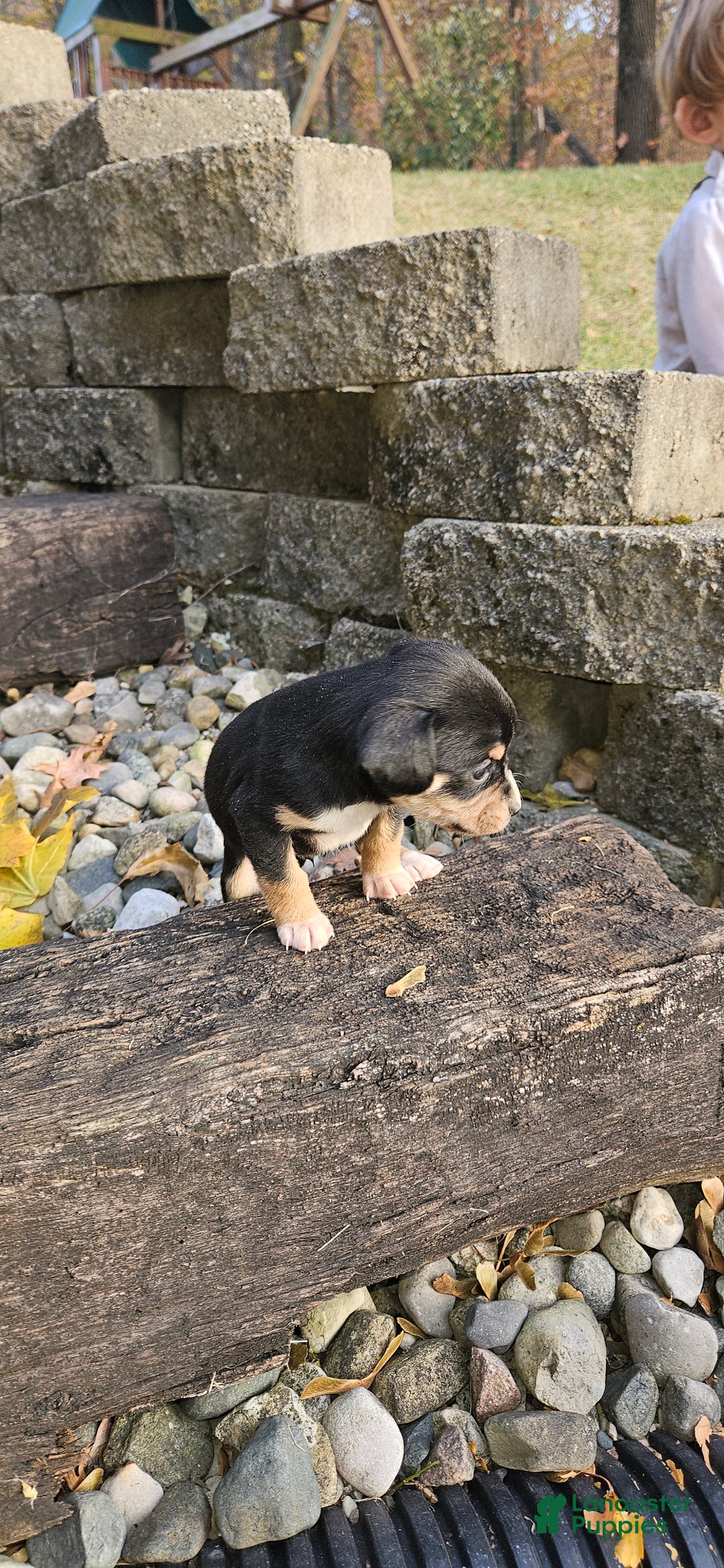 Mixed Breed dogs for sale: Luna - Ad 7