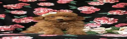 Mini Goldendoodle dogs for sale: Stefani 10 lbs full grown - Ad 16