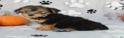 Yorkiepoo dogs for sale: Sparky - Ad 3