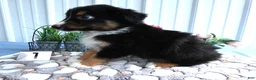Miniature Australian Shepherd dogs for sale: Miniature Australian Shepherd 1 Spark - Ad 2