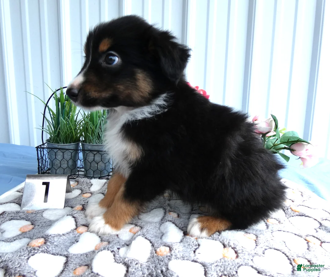 Miniature Australian Shepherd dogs for sale: Miniature Australian Shepherd 1 Spark - Ad 2