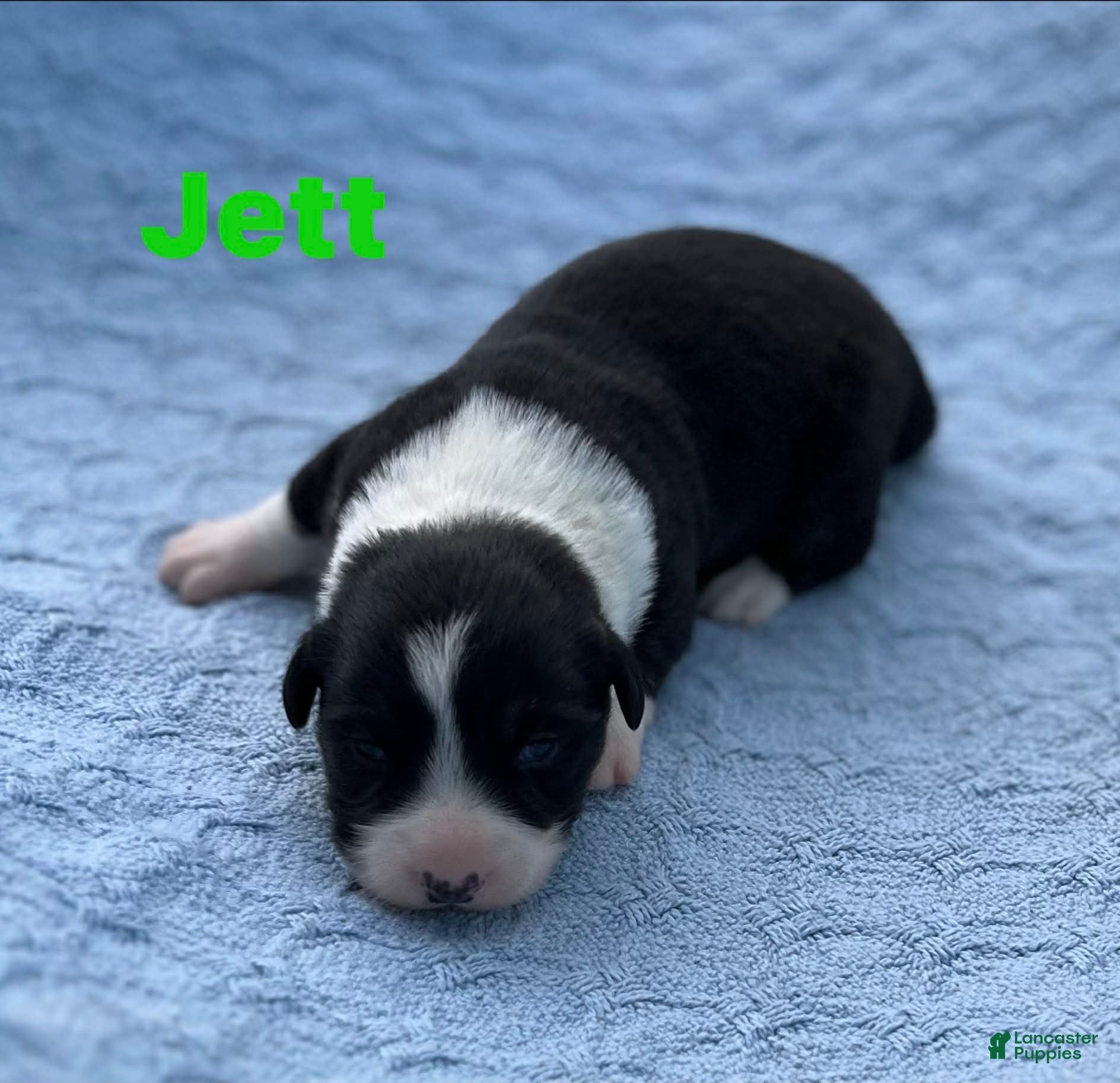 Welsh Corgi Cardigan dogs Jett - Ad 7
