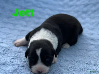 Welsh Corgi Cardigan dogs Jett - Ad 7