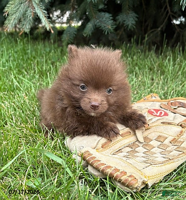 Pomeranian dogs Maple - Ad 2