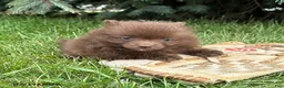 Pomeranian dogs for sale: Maple - Ad 2