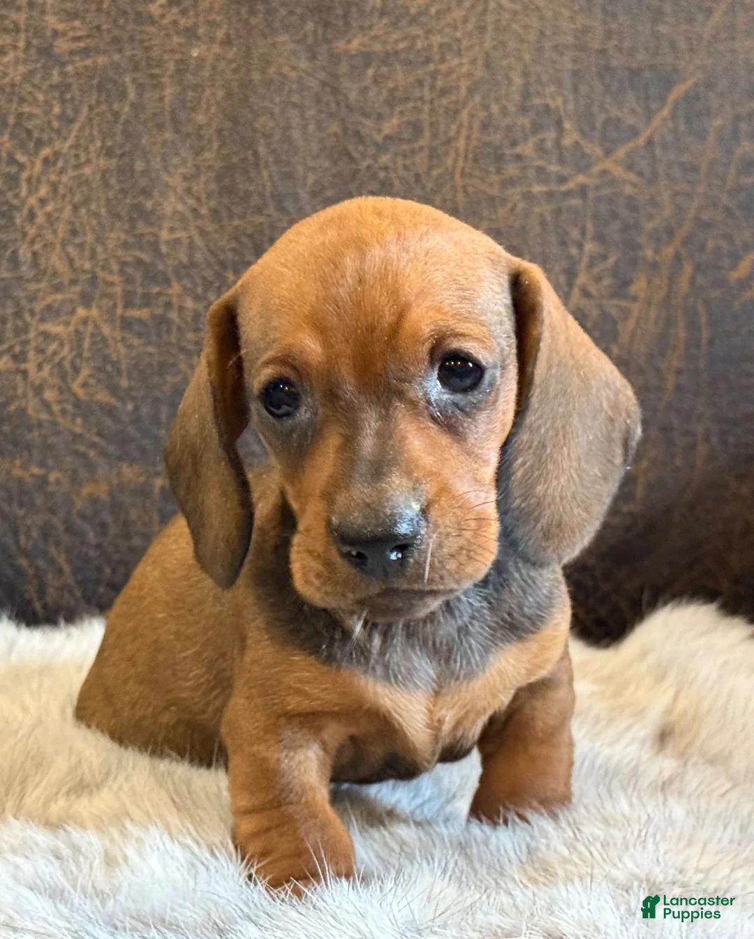 Miniature Dachshund dogs for sale: Pepper - Ad 2