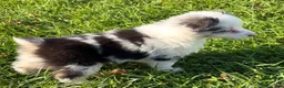 Miniature Australian Shepherd dogs for sale: Missy - Ad 2
