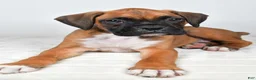 Boxer dogs for sale: Danny - Ad 6