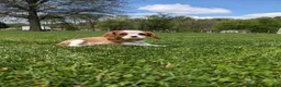 Cavalier King Charles Spaniel dogs for sale: Krissie - Ad 3