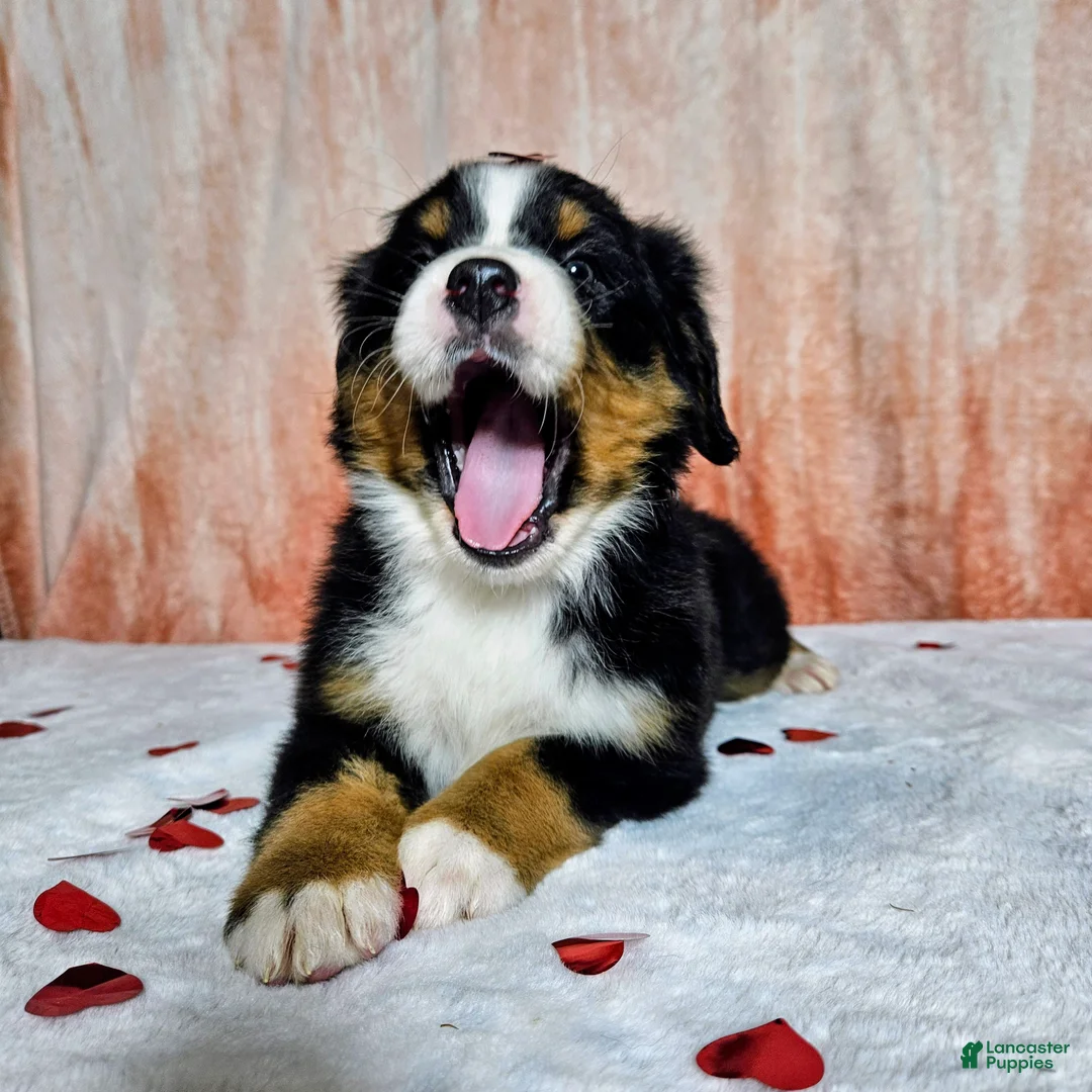 Bernese Mountain Dog dogs for sale: Everest  - Ad 7