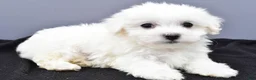 Maltese dogs for sale: Benny - Ad 8