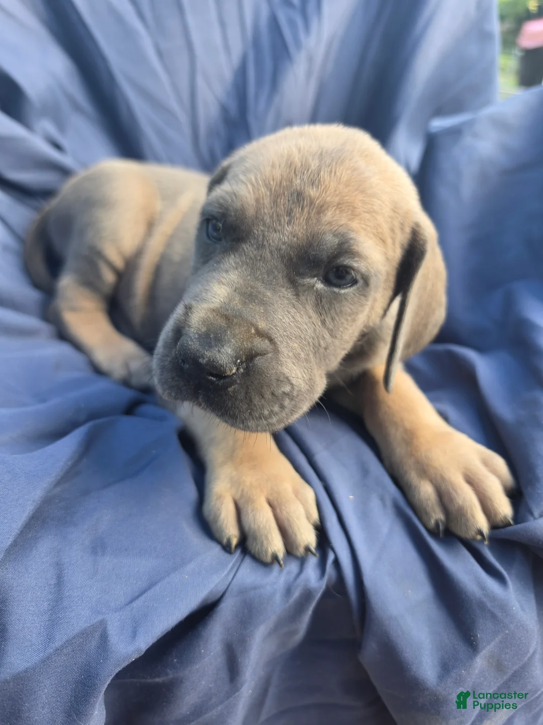 Great Dane dogs for sale: Rebel - Ad 3