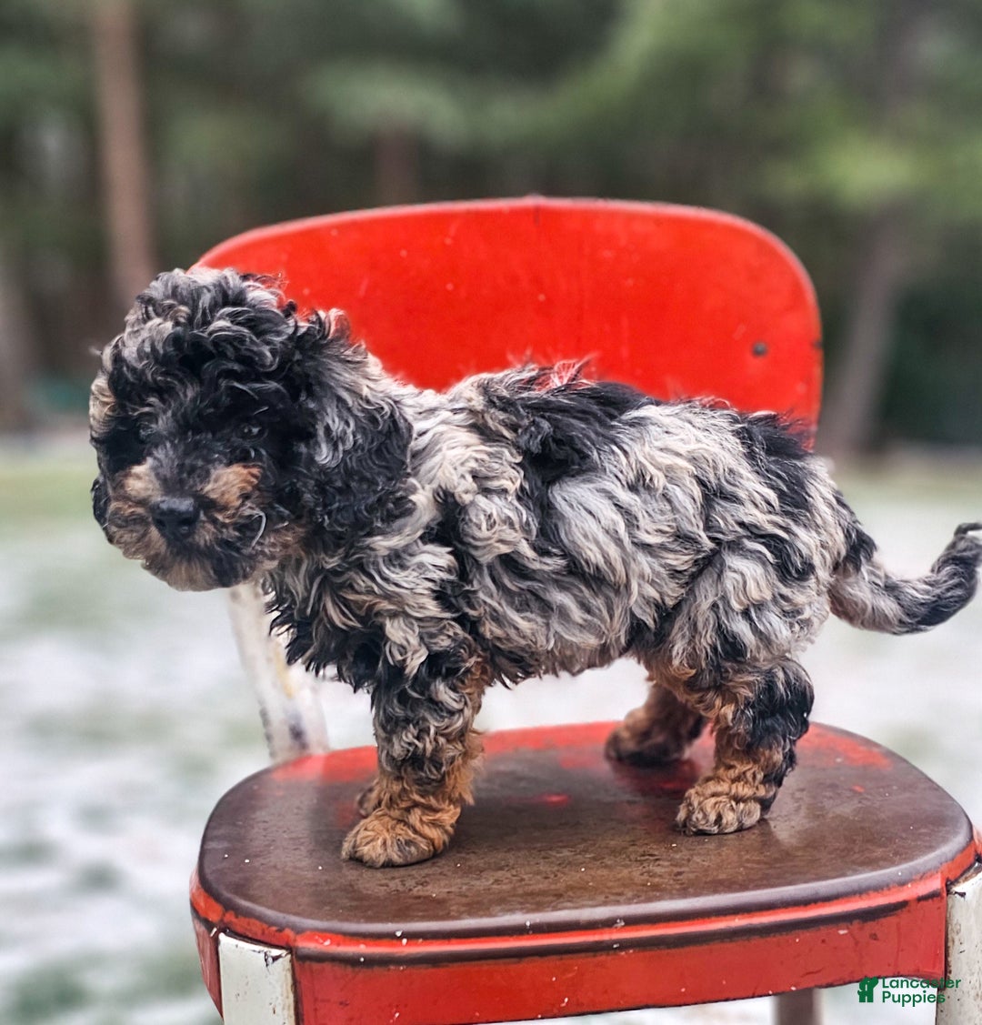Miniature Poodle dogs for sale: Elsa - Ad 4