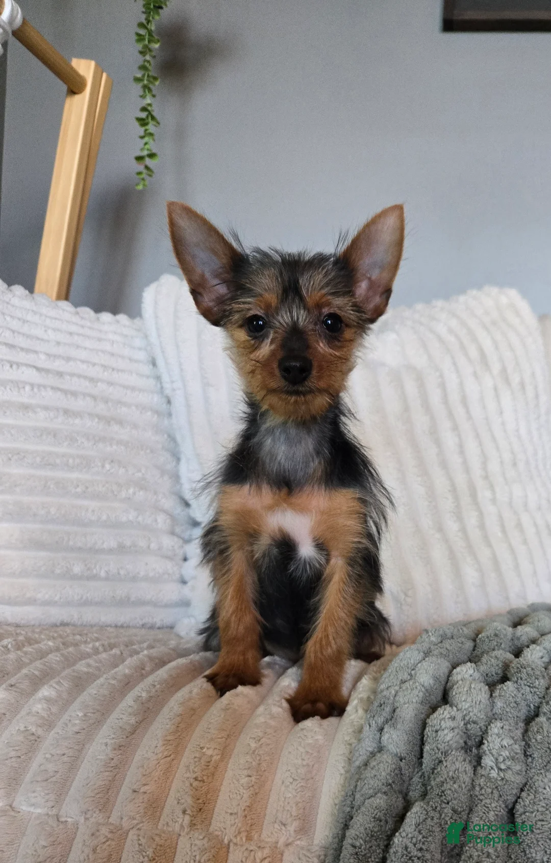 Yorkshire Terrier dogs for sale: Yorkshire Terrier Puppy 1 - Ad 2