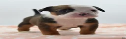 Mixed Breed dogs for sale: Rosie - Ad 19
