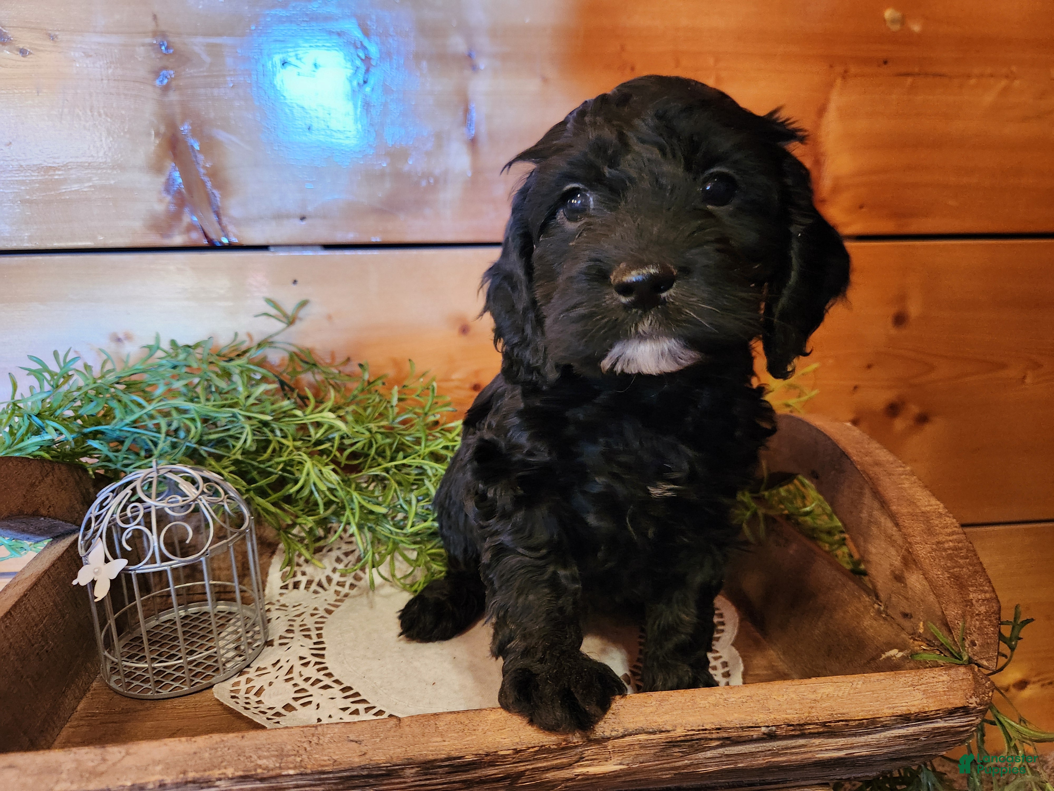 Mixed Breed dogs Lonnie - Ad 2