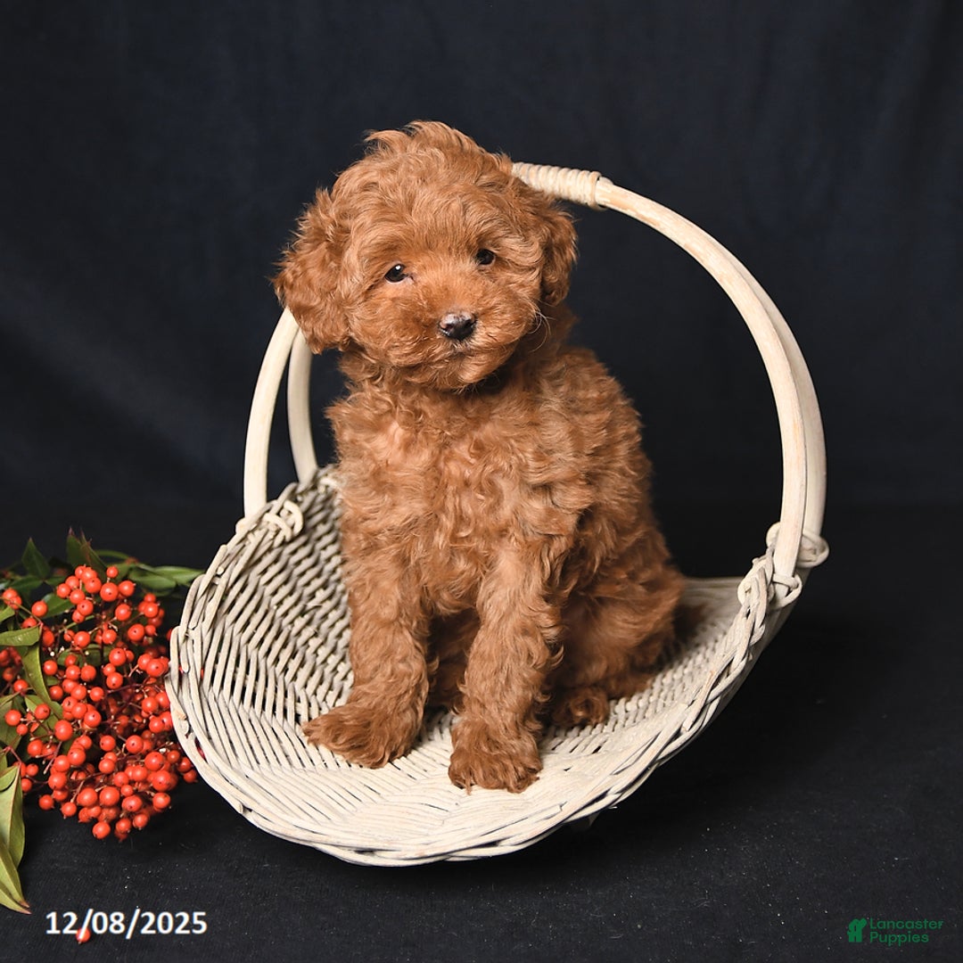 Whoodle dogs for sale: Friendly - Ad 3