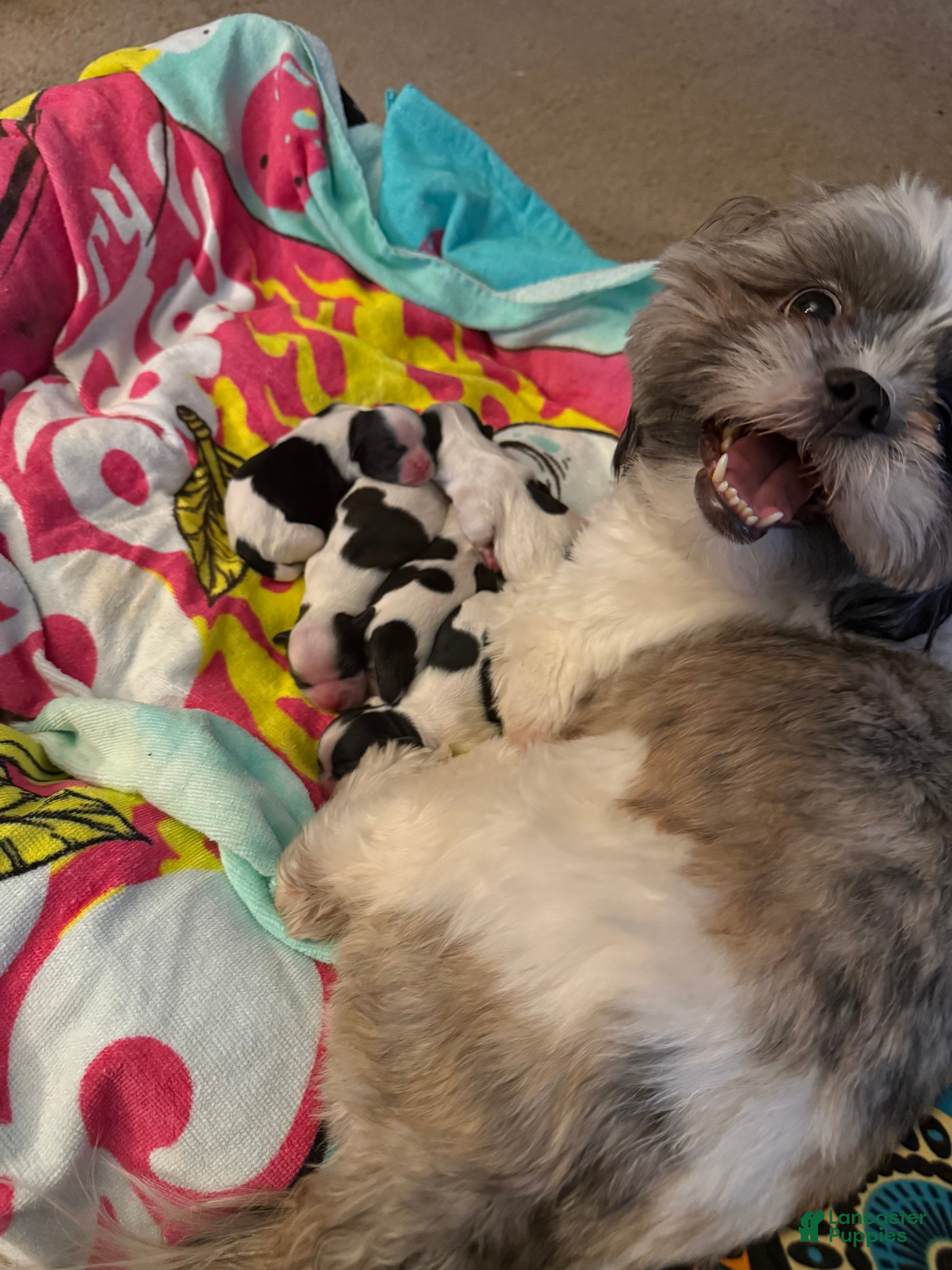 Shih Tzu dogs Shih Tzu Puppy 3 - Ad 32