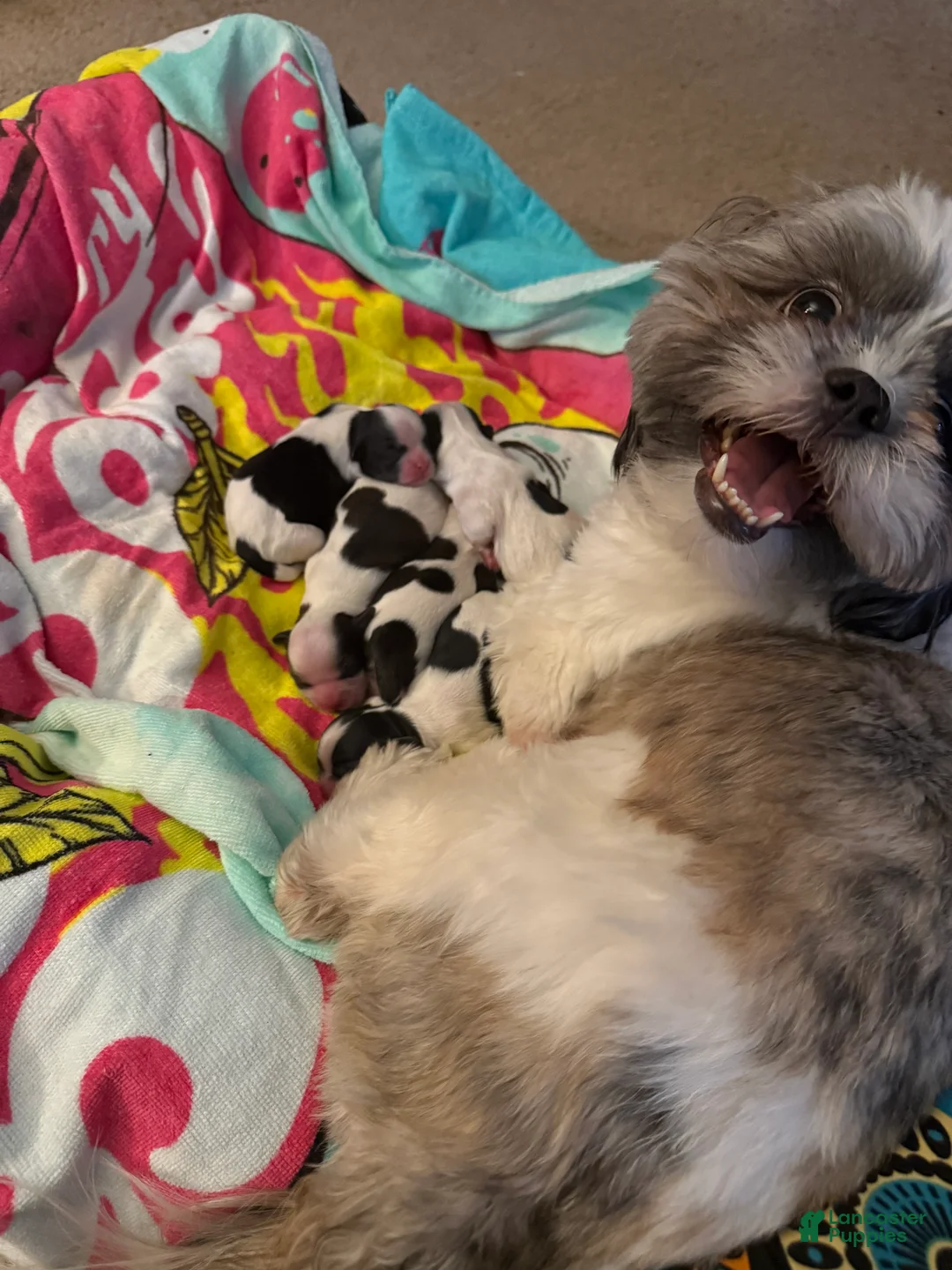 Shih Tzu dogs for sale: Shih Tzu Puppy 3 - Ad 1
