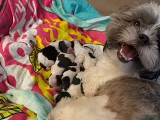 Shih Tzu dogs Shih Tzu Puppy 3 - Ad 32