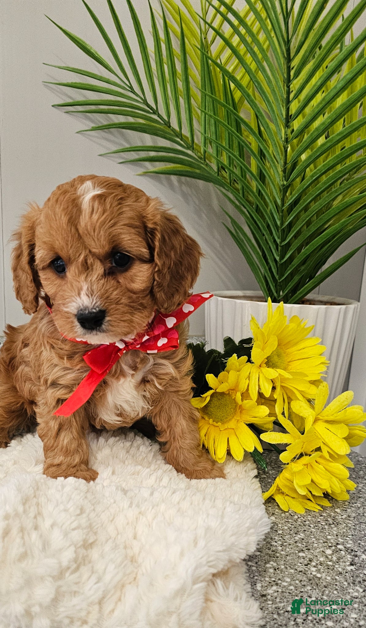 Cavapoo dogs  Charming Chase♥️ - Ad 1