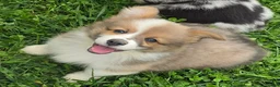 Welsh Corgi Pembroke dogs for sale: Dazzling Danny - Ad 12