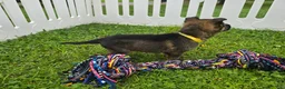 German Shepherd dogs for sale: German Shepherd 6 - Ad 2
