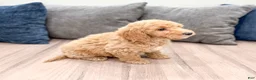 Miniature Labradoodle dogs for sale: Karly - Ad 4