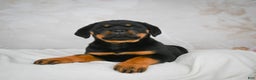 Rottweiler dogs for sale: Kara - Ad 2