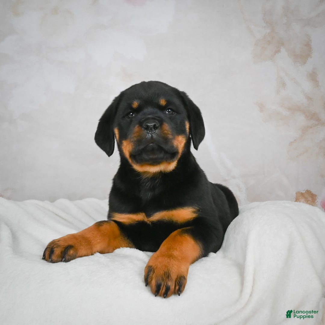 Rottweiler dogs for sale: Kara - Ad 2