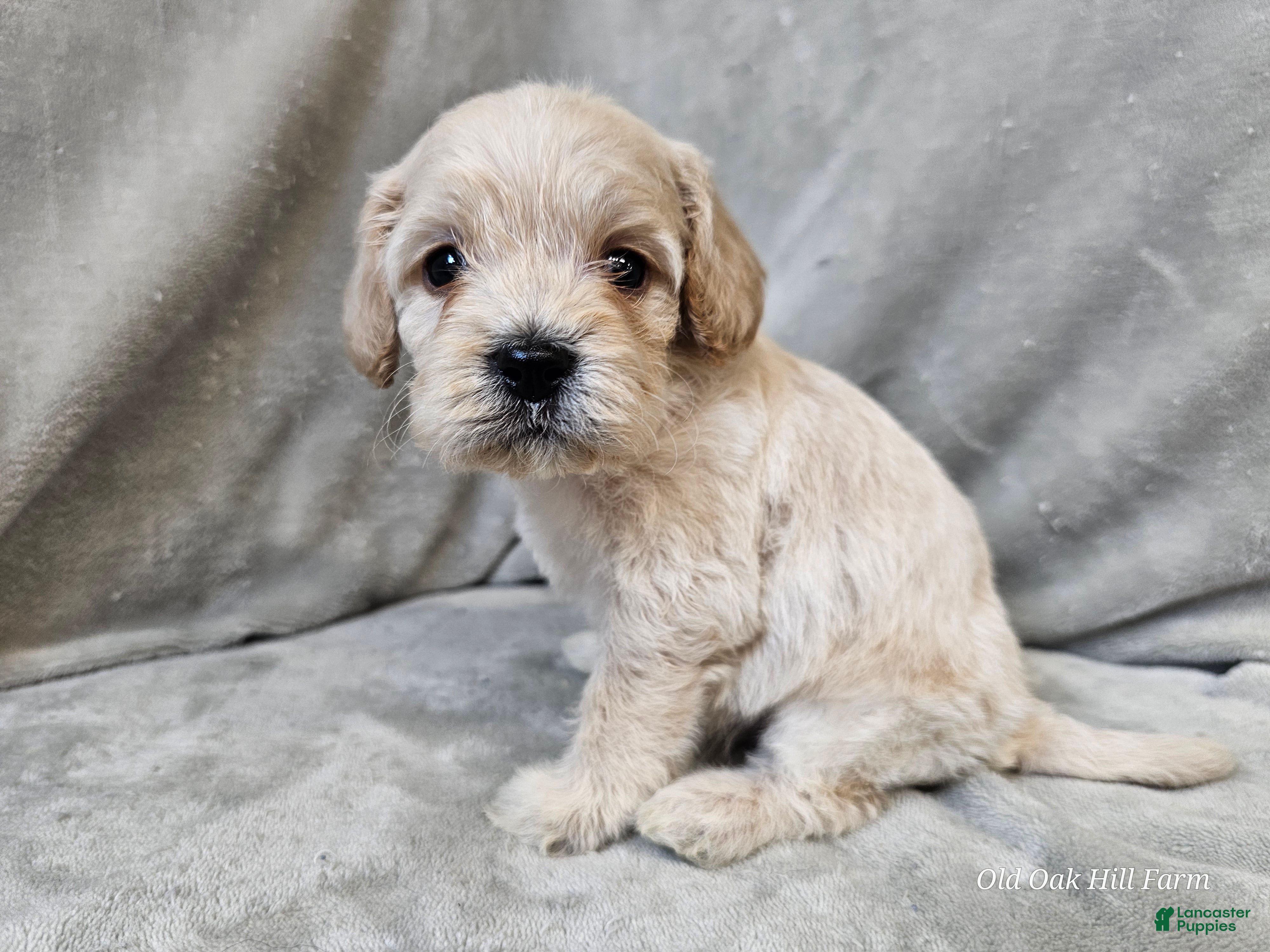 Cavapoo dogs Rotini - Ad 39