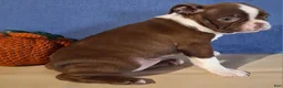 Boston Terrier dogs for sale: Iris - Ad 5