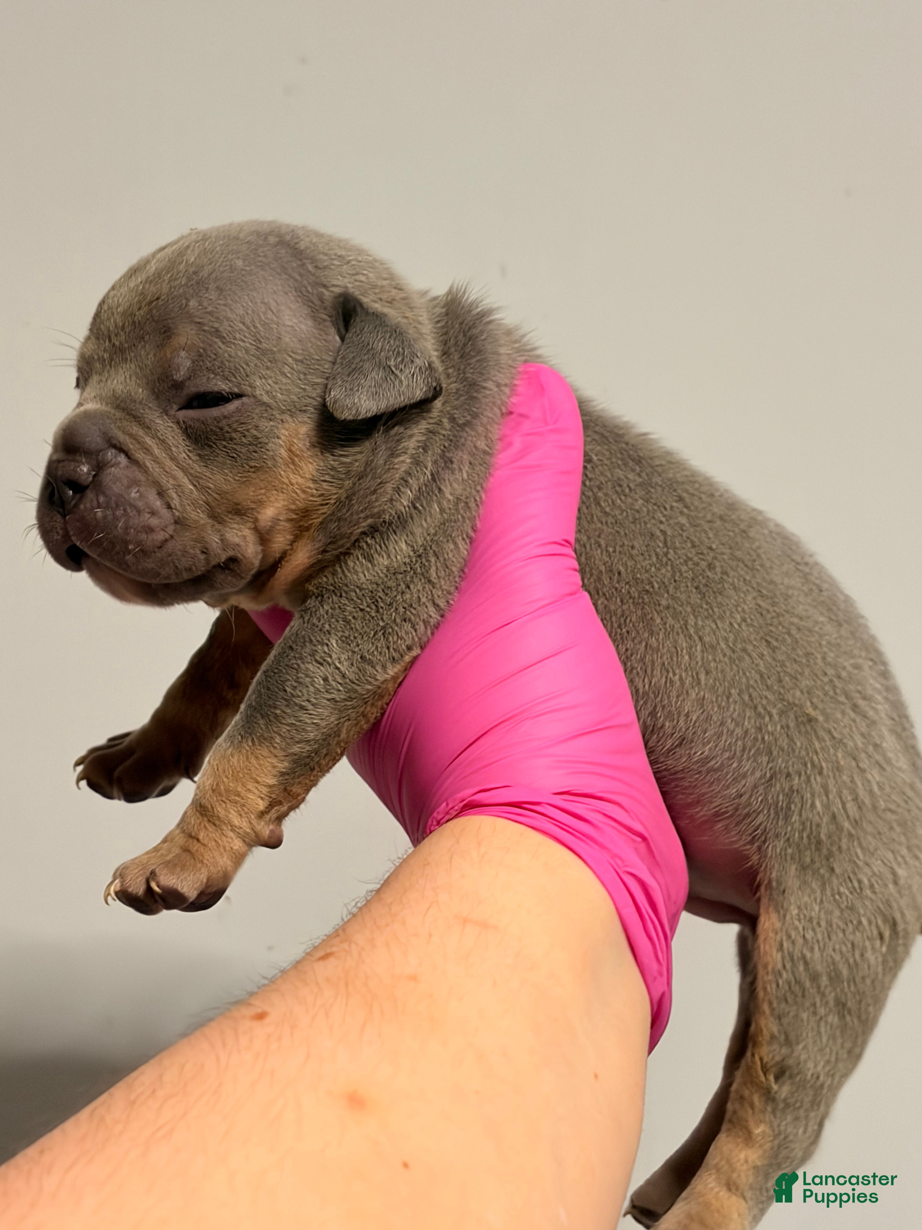 American Bully dogs Blue Tri Male - Ad 1