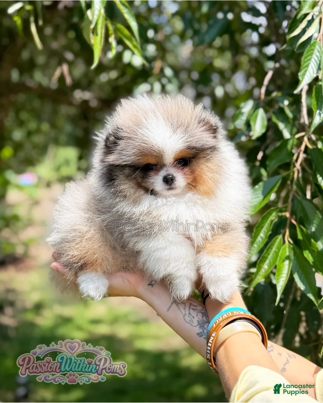 Pomeranian dogs for sale: Dumpling - Ad 1