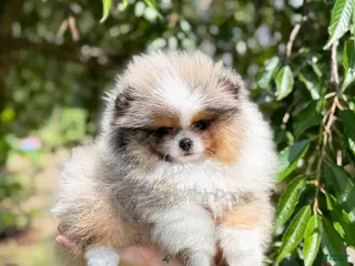 Pomeranian dogs Dumpling - Ad 4