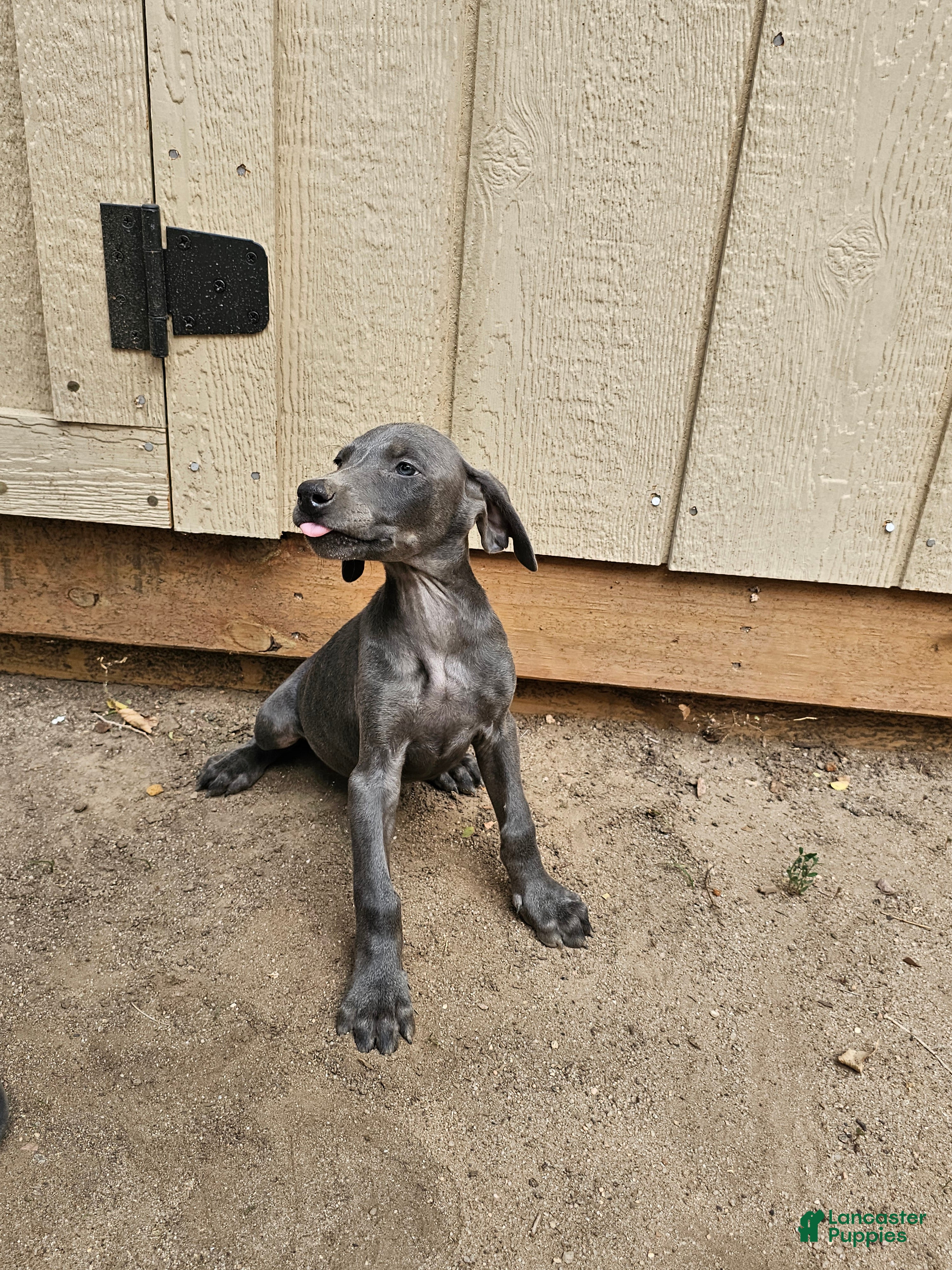 Doberman Pinscher dogs Doberman Pinscher 6 - Ad 10