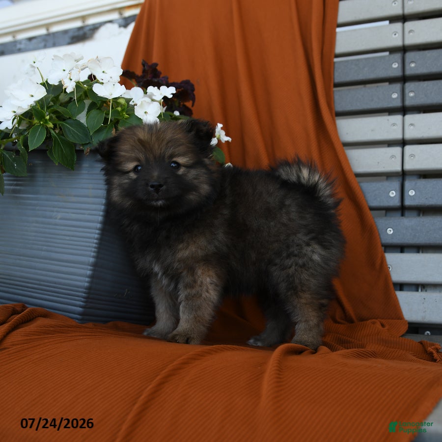 Pomeranian dogs Milkyway - Ad 2