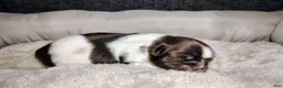 Shih Tzu dogs for sale: Shih Tzu Puppy 3 - Ad 7