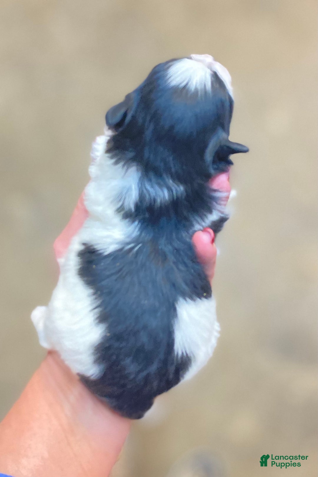 Pomapoo dogs for sale: Pomapoo Puppy 2 - Ad 2